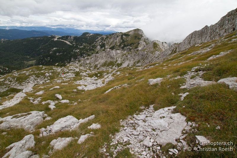 Hier lebt Poecilimon ornatus zusammen mit Metrioptera prenjica und Chorthippus alticola - SLO, Gorensjska, Mt. Vogel, 19.09.2016