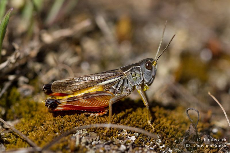 Männchen der Kleinen Höckerschrecke Arcyptera microptera - Florina, 13.07.2012