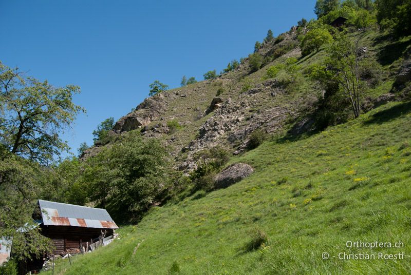 Übergangsbereich von trockenem, steinigen Hang zu etwas feuchterem Gebiet. Hier lebt Omocestus haemorrhoidalis zusammen mit Stenobothrus nigromaculatus - CH, VS, Euseigne, 04.06.2010