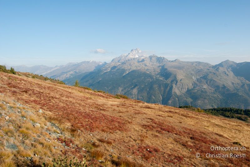 Dichter Alprasen mit vegetationslosen Stellen - IT, Piemont, Colle di Sampeyre, 24.09.2009