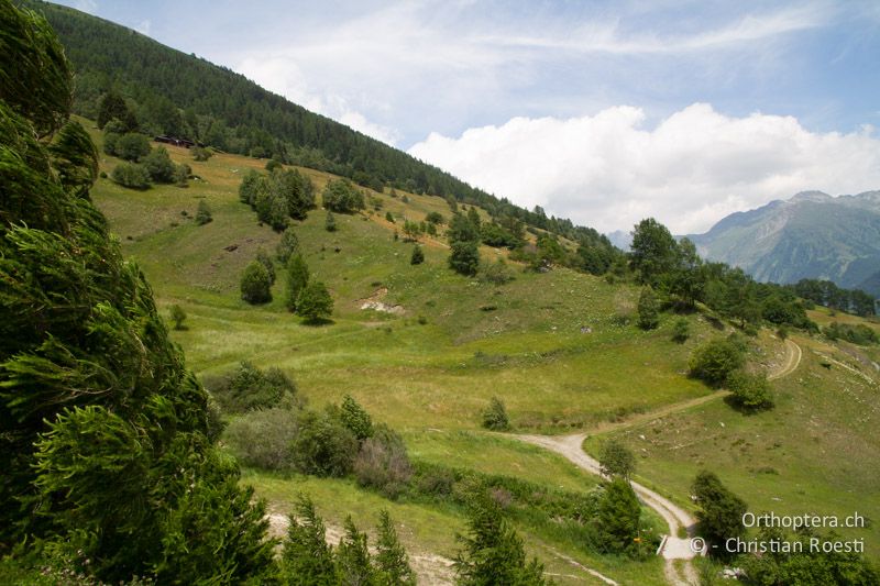 Strukturierte Wiesen- und Weidelandschaft - CH, VS, Ulrichen, 01.07.2011