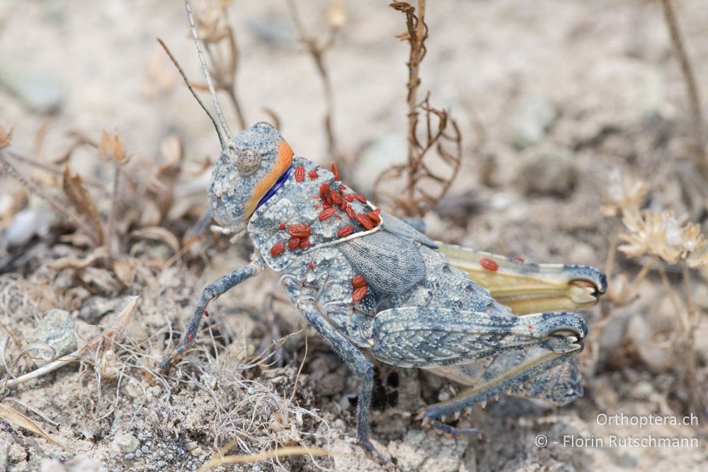 Glyphotmethis heldreichi ♀ - GR, Thessalien, Larissa, 22.06.2015