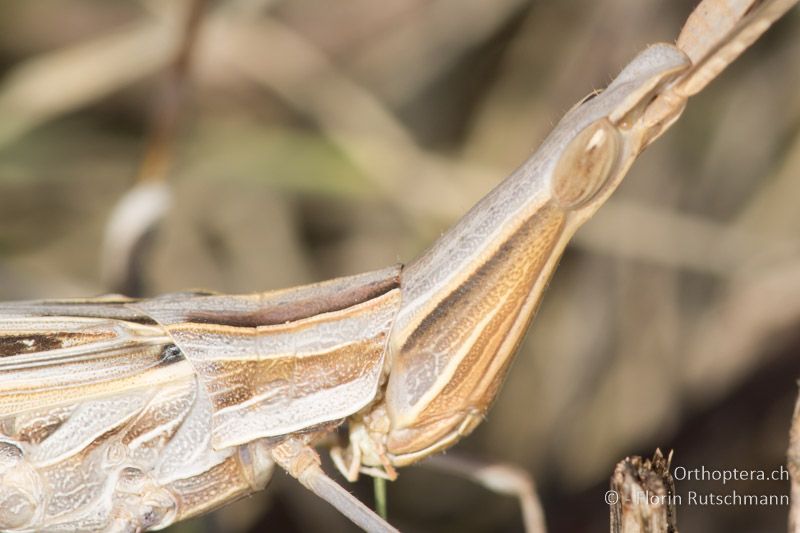 Fühlerbasis, Kopf und Halsschild von Acrida ungarica ♀ - FR, Provence-Alpes-Côte d'Azur, La Môle, 04.10.2015