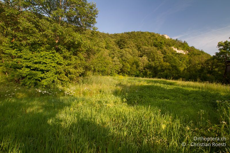 Waldlichtung. Hier lebt Poecilimon ornatus zusammen mit Leptoophyes boscii - HR, Istrien, Vozilići, 11.06.2014