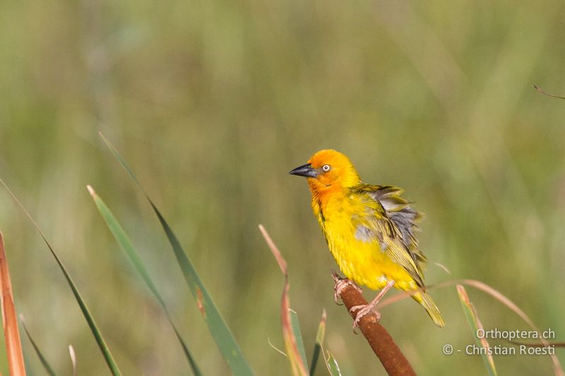 Cape Weaver (Ploceus capensis) - SA, Mpumalanga, Dullstroom, 12.01.2015