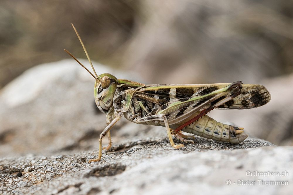 Oedaleus decorus ♂ - HR, Cres, Predošćica, 23.07.2015