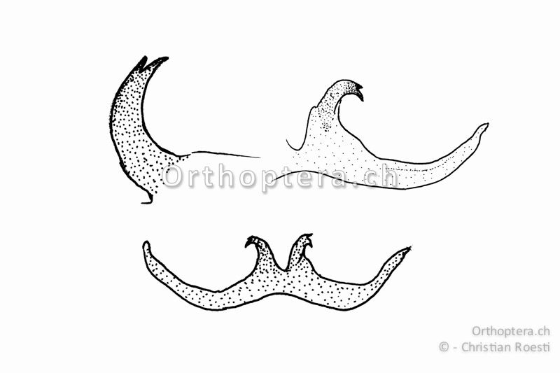 Titillatoren von Pholidoptera fallax. Unten das zusammenhängende Titillatorenpaar, oben rechts der rechte Titillator, oben links die vergrösserte Spitze des linken Titillators.