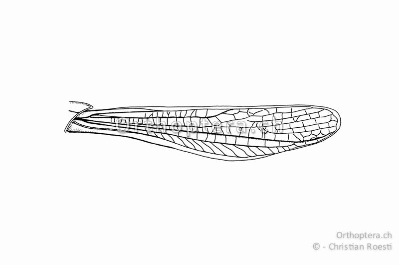Linker Vorderflügel von Omocestus haemorrhoidalis ♂ in natürlicher Stellung.