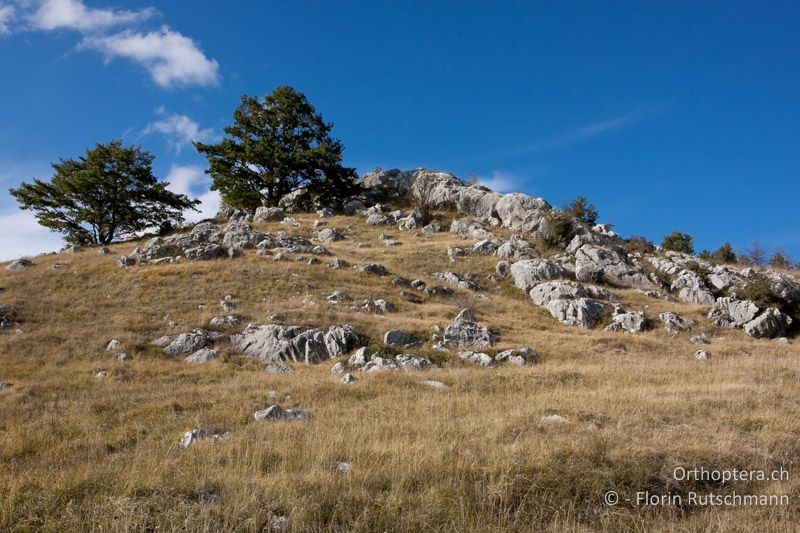 Wiese mit dicht verfilzten Grasnarbe und offenen Felsflächen - IT, Abruzzen, Montenerodomo, 08.10.2011