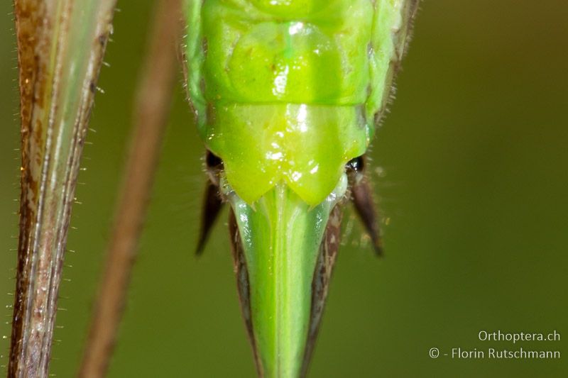 Subgenitalplatte von Pachytrachis gracilis ♀ - HR, Istrien, Roc, 01.08.2014