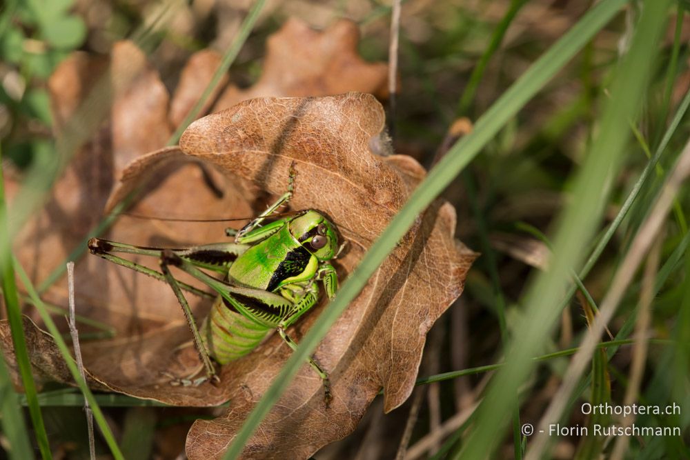 Eupholidoptera danconai ♂ - IT, Marken, Fabriano, 06.10.2014
