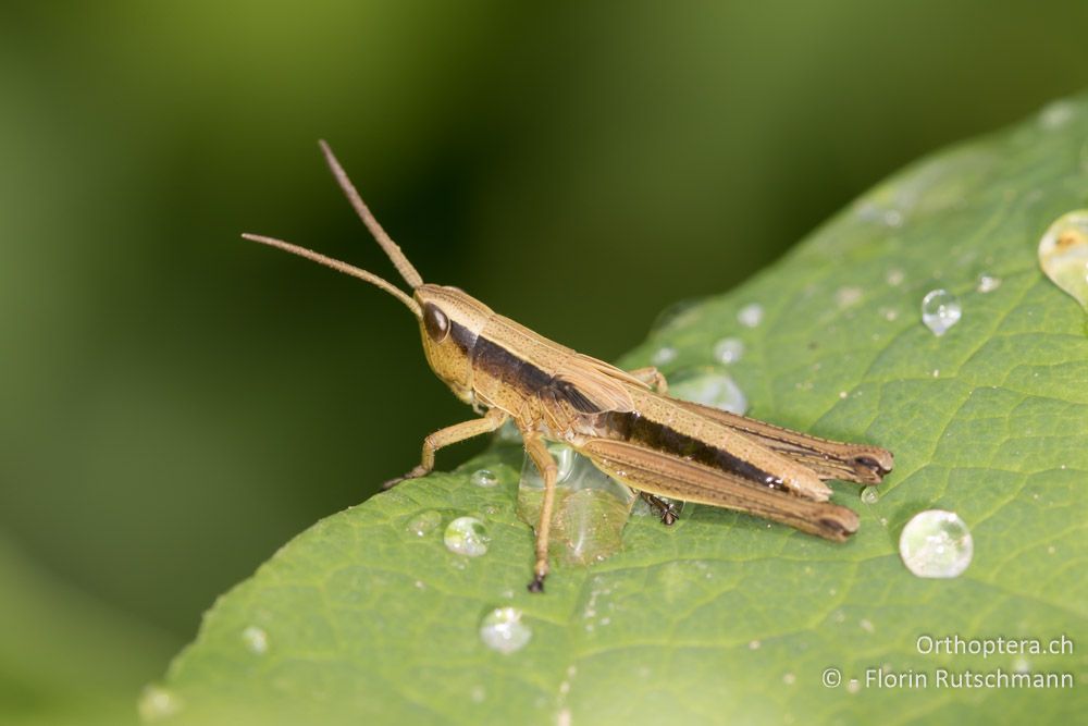 Nymphe der Grossen Goldschrecke der Unterart Chrysochraon dispar giganteus - HR, Istrien, Motovun, 16.06.2016