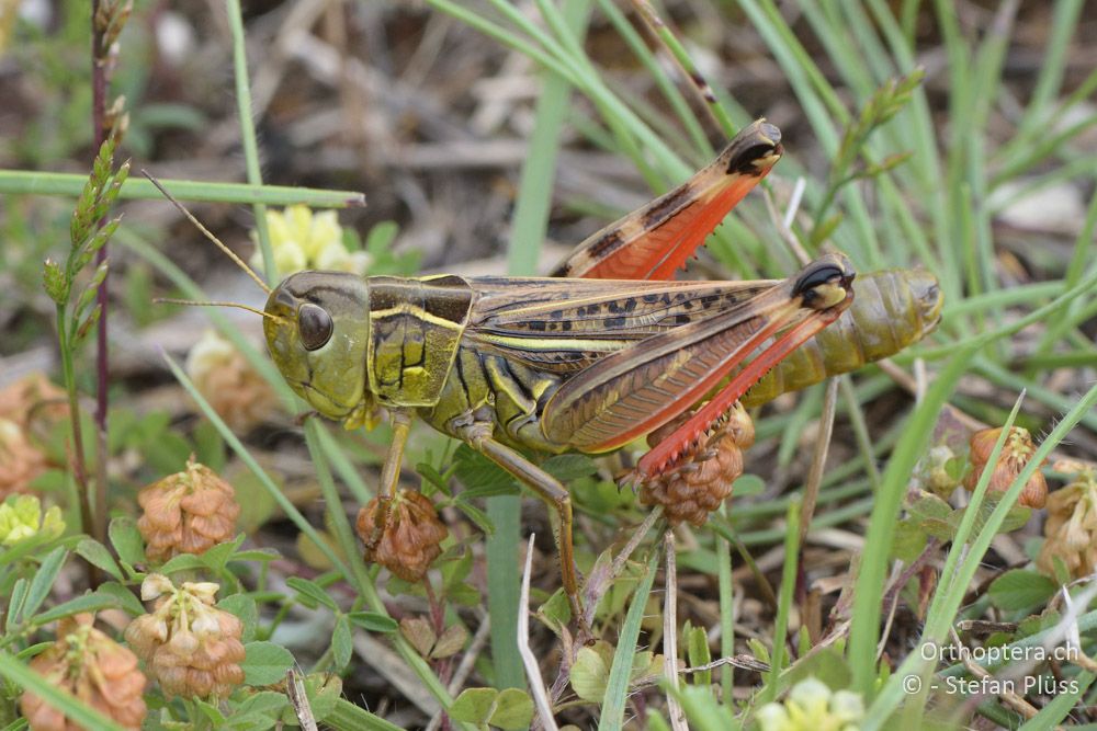 ♀ von Arcyptera microptera - HR, Istrien, Bokordići, 19.06.2016