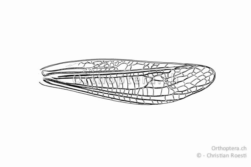 Vorderflügel von Myrmeleotettix maculatus ♂. Das Medialfeld ist erweitert und regelmässig quergeadert. Das Präcostalfeld ist nicht erweitert.