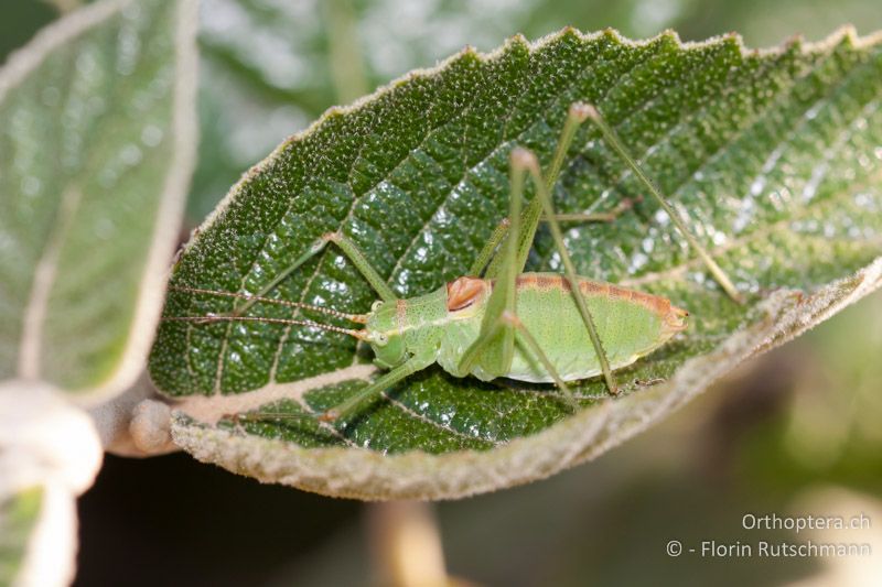 Leptophyes laticauda ♂ - HR, Dalmatien, Starigrad, 18.07.2010