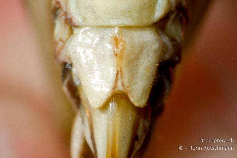 Subgenitalplatte von Platycleis albopunctata ♀. Die Seiten laufen gegen das Ende zusammen und die Seitensklerite sind an der Basis nicht verwachsen - CH, GR, Untervaz, 11.09.2011
