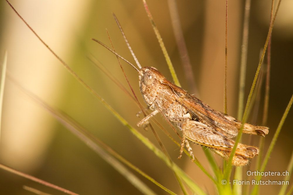 Männchen von Chorthippus pulloides, einer griechischen Rarität - Mt. Soulion, 09.07.2012