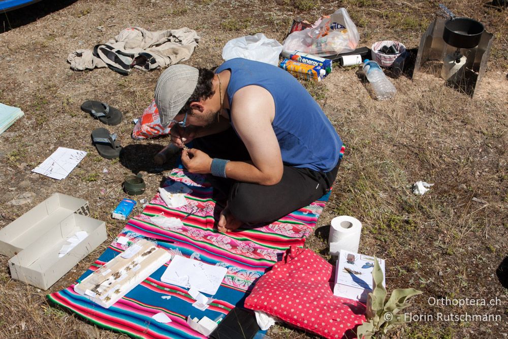 Christian präpariert während dem Frühstück eine Heuschrecke - Mt. Vernon, 13.07.2012