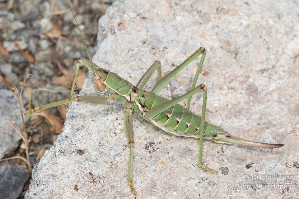 Saga hellenica ♀ - GR, Thessalien, Larissa, 18.06.2015
