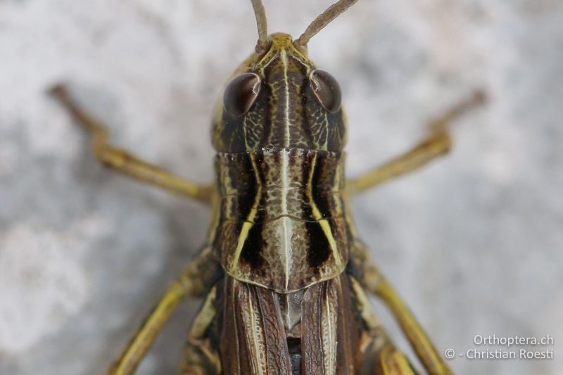 Chorthippus alticola ♀, die Halsschild-Seitenkiele sind leicht winklig eingeknickt - SLO, Goriška, Tolmin, Mt. Vogel, 19.09.2016