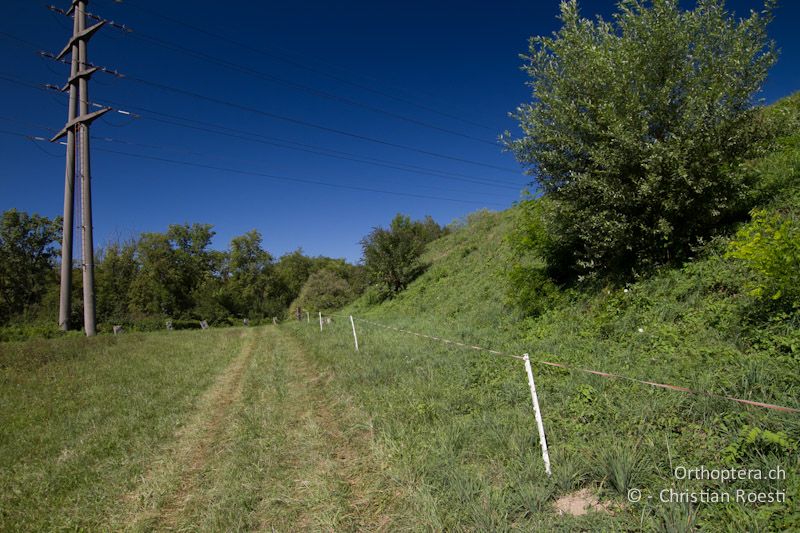 Rinderweide und Böschung - CH, TI, Coldrerio, 03.09.2013