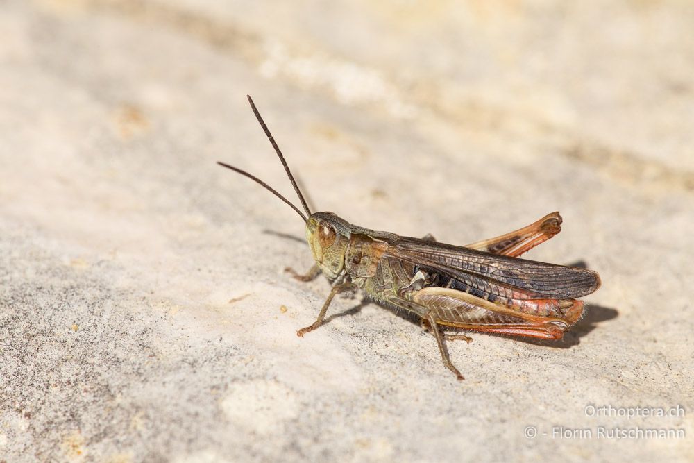 Chorthippus rubratibialis ♂ - IT, Marken, Mt. Catria, 27.09.2014