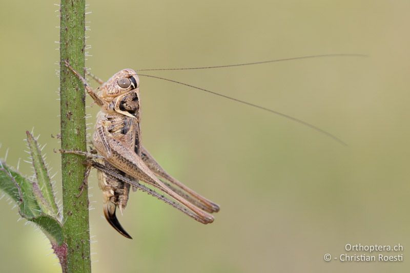 Tessellana veyseli ♀ - HU, Mitteltransdanubien, Sáska, 06.07.2016