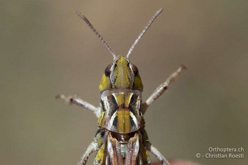 Halsschild von Aeropedellus variegatus ♀ oben mit den stark geknickten Seitenkielen - CH, GR, Muottas Muragl, 19.09.2019