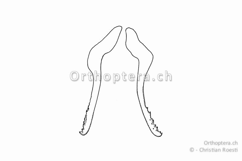 Paarige Titillatoren von Antaxius pedestris ♂.
