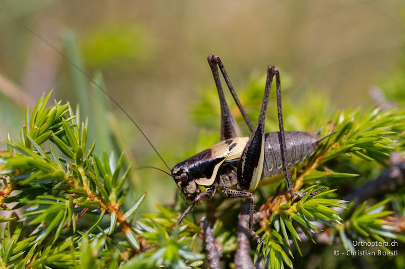 Pholidoptera macedonica Männchen - Mt. Pangeon, 11.07.2012