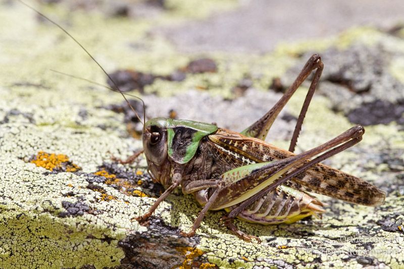 Decticus verrucivorus ♂ - GR, Westmakedonien, Mt. Vernon, 14.07.2012