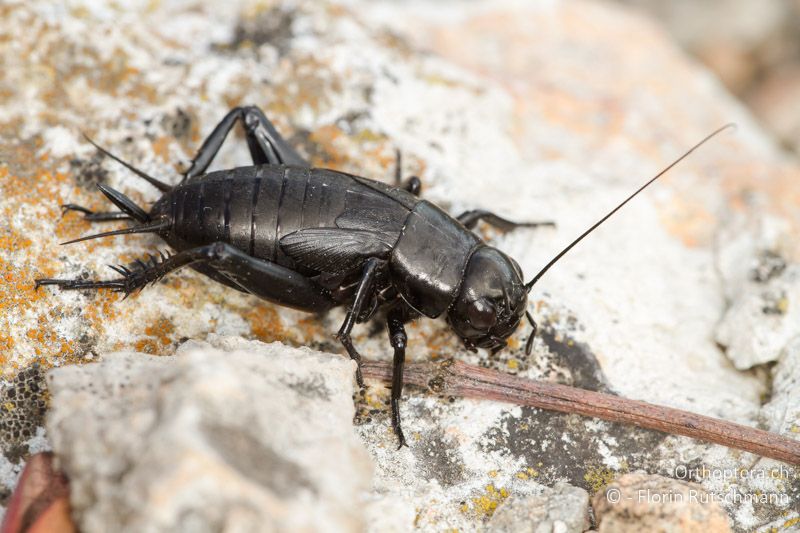 Gryllus bimaculatus ♀, Larve im letzten Stadium - ES, Katalonien, Amposta, 02.04.2013