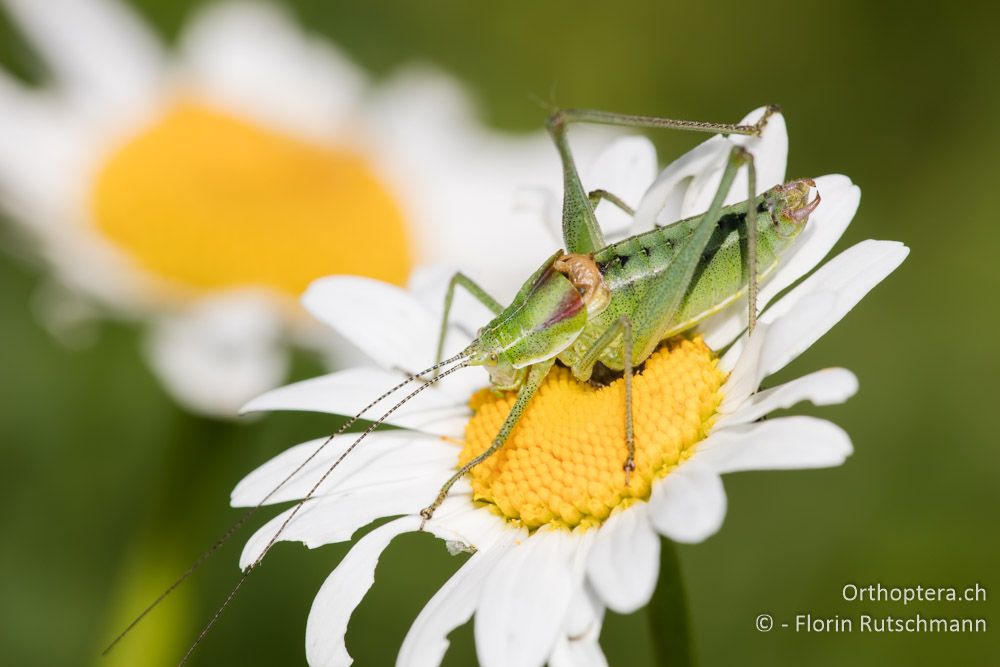 Gehöckerte Buntschrecke (Poecilimon ampliatus) ♂ - HR, Istrien, Vela Učka, 22.06.2016