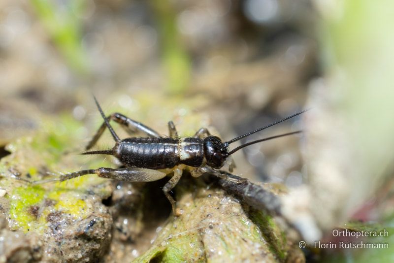 3. Nymphenstadium von Pteronemobius lineolatus - CH, AG, Zeiningen, 27.06.2025