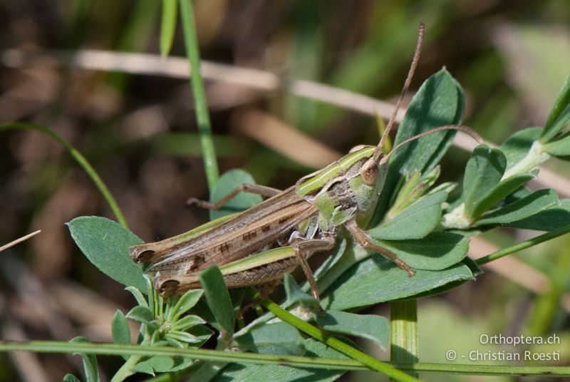 Stenobothrus nigromaculatus ♂ - AT, Niederösterreich, Oberweiden, 28.06.2010