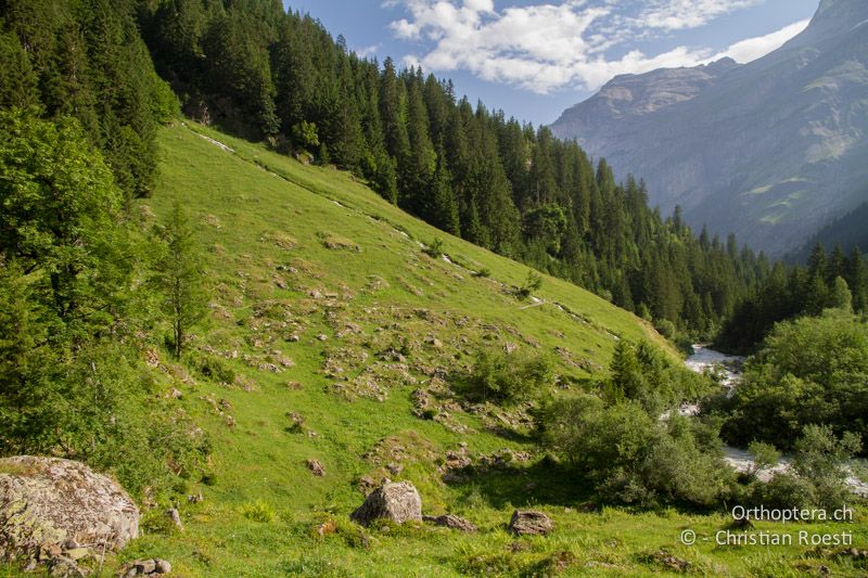 Halbtrockenrasen auf 1400 m ü.M. - CH, BE, Schürboden bei Stechelberg, 28.07.2013