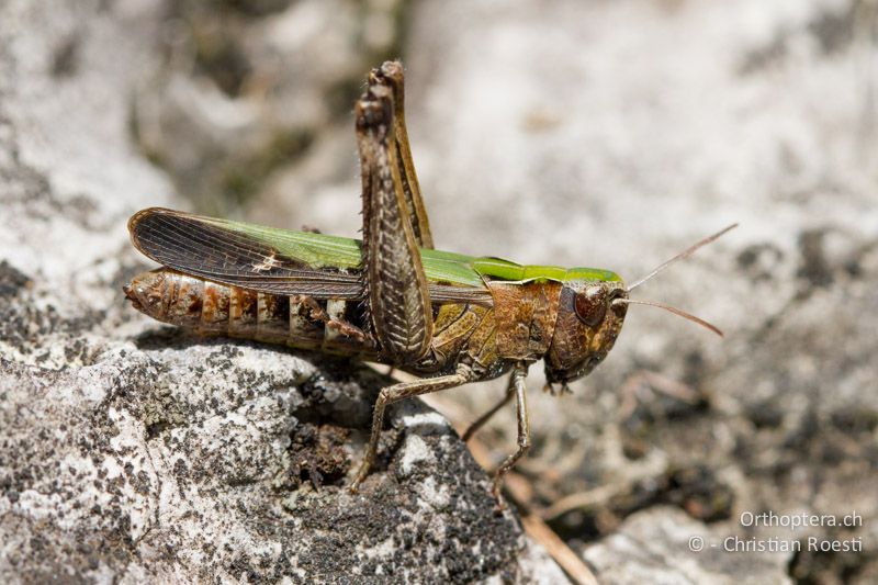Omocestus rufipes ♀ - CH, TI, Mt. Caslano, 14.09.2012