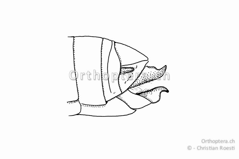 Hinterleibsende von Omocestus haemorrhoidalis ♀. Die Legeröhrenklappen sind ungezähnt (Unterschied zur Gattung Stenobothrus) und kurz (kürzer als die Subgenitalplatte).