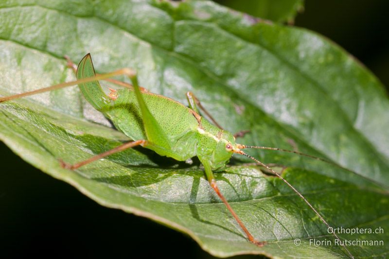 Leptophyes punctatissima ♀ - CH, TG, Immenberg, 07.08.2010