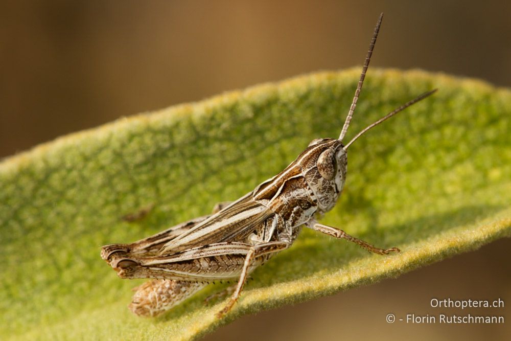 Männchen von Chorthippus pulloides - Mt. Soulion, 09.07.2012