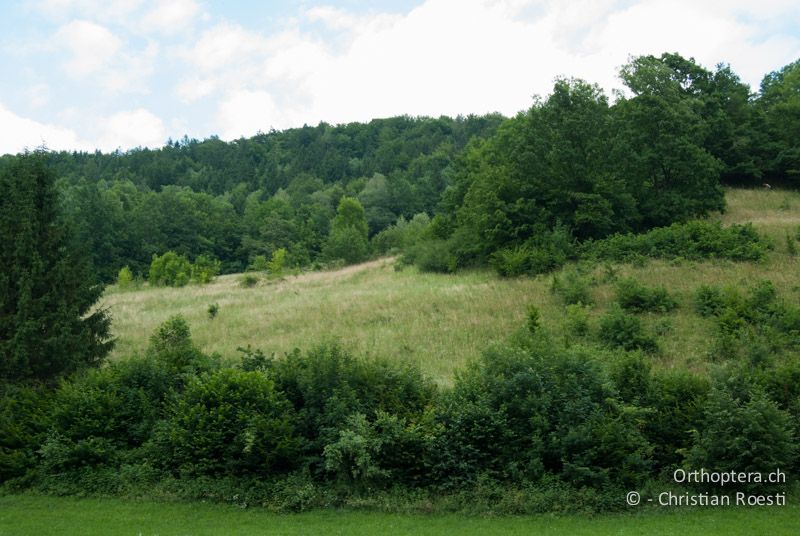 Langrasige, verbuschte Wiese. Hier lebt Tettigonia cantans zusammen mit Isophya modestior - AT, Kärnten, Neuhaus an der Drau, 24.06.2010