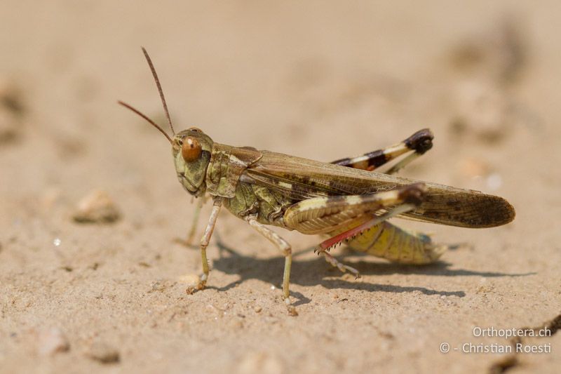 Aiolopus thalassinus ♂ - GR, Zentralmakedonien, Appolonia, 10.07.2012