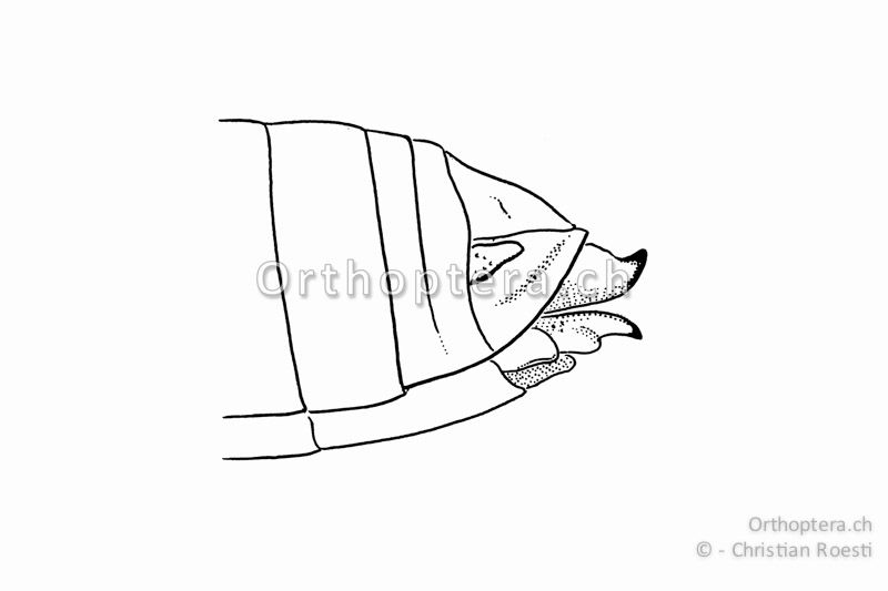 Hinterleibsende von Omocestus rufipes ♀. Die Legeröhrenklappen sind ungezähnt (Unterschied zur Gattung Stenobothrus) und kurz (kürzer als die Subgenitalplatte).
