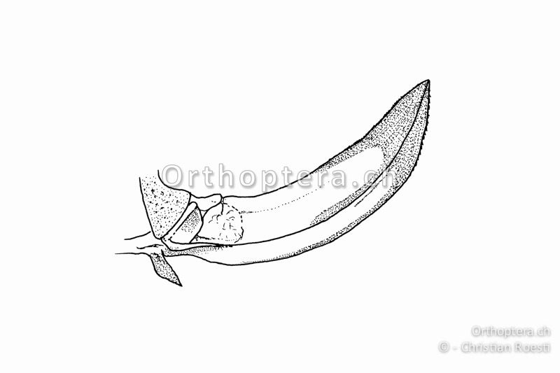 Legeröhre von Leptophyes laticauda ♀.