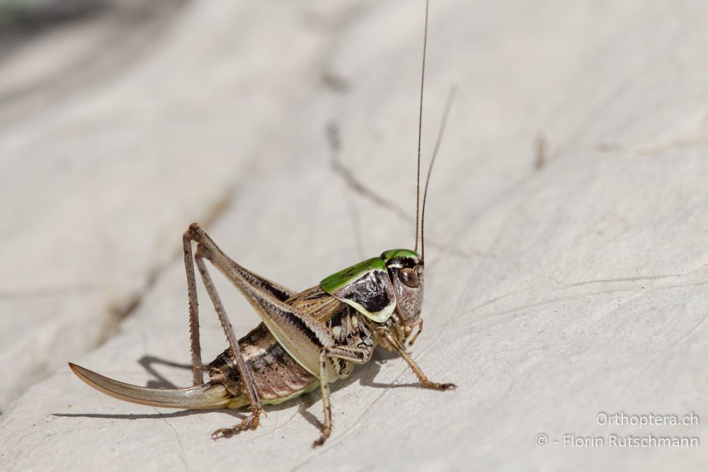 Parnassiana tymphiensis - Mt. Timfi, 16.07.2012