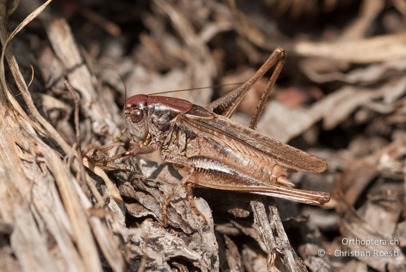 Platycleis albopunctata ♂ - FR, Alpes-Maritimes, Belvédère, 27.09.2009