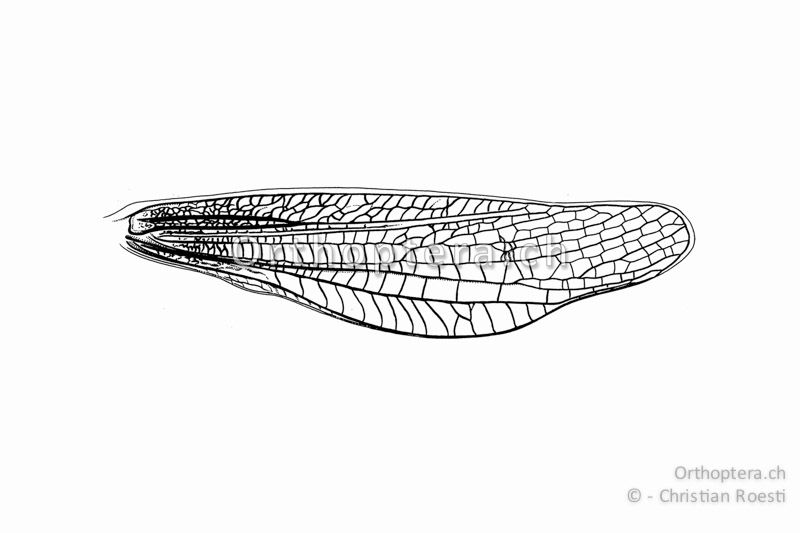 Linker Vorderflügel von Chorthippus biguttulus ♂. Das Subcostalfeld ist in der Mitte am breitesten und wird gegen das Ende wieder etwas schmaler. Dies ist das beste Unterscheidungsmerkmal gegenüber Chorthippus eisentrauti.