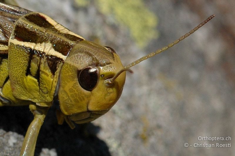 Porträt von Arcyptera fusca ♀. Die Foveolen sind nur schwach ausgebildet, das seitlich Punktauge ist deutlich zu sehen. Die Fühler haben rund 24 Glieder - CH, VS, Riederalp, 14.07.2007