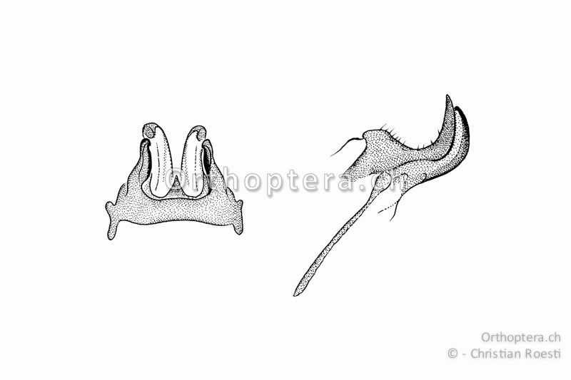 Genitalia von Modicogryllus frontalis ♂. Links von oben betrachtet, rechts von der Seite.