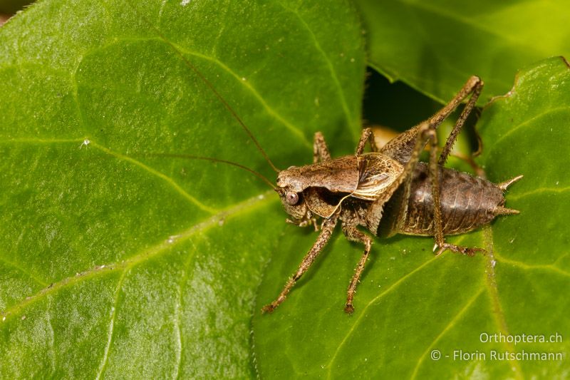 Pholidoptera griseoaptera ♂ - CH, AG, Untersiggenthal, 15.09.2013
